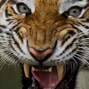 Meet your Posher, Raheem